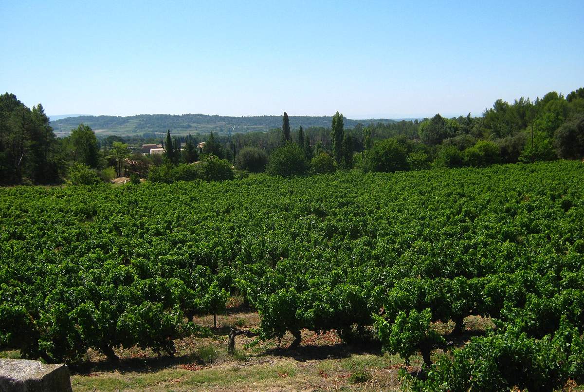 Vignes au pied du mont Ventoux, près de Crillon-le-Brave